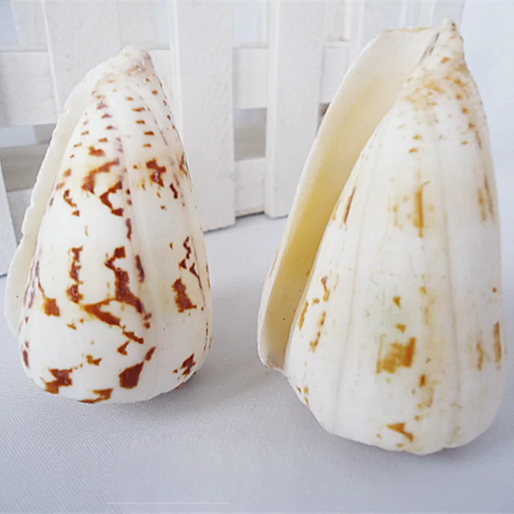 

Natural Ocean Sea Shell Wedding Home Decoration Beach Conch SeaShells Aquarium Fish Tank Ornaments Sea Snail Natural Crafts