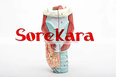 

2.5:1 Human Anatomical Prominentia Laryngea Organ Dissection Medical Teach Model School Hospital