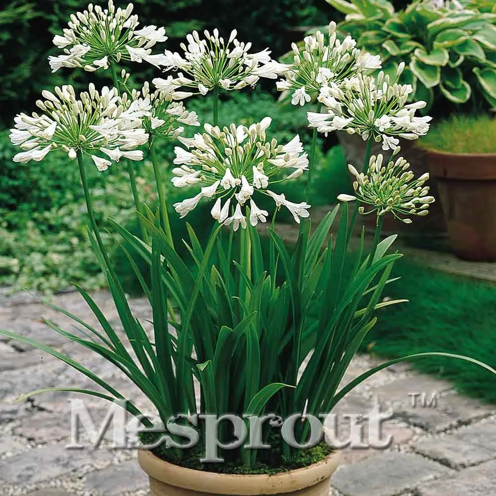 

100pcs Agapanthus africanus Bonsai Mini Easy Planting Balcony Fun Indoor Flower Pots Bonsai