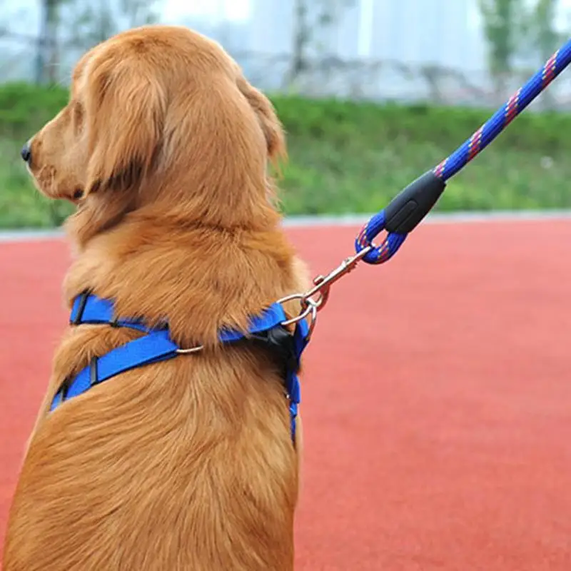 собаки жгут