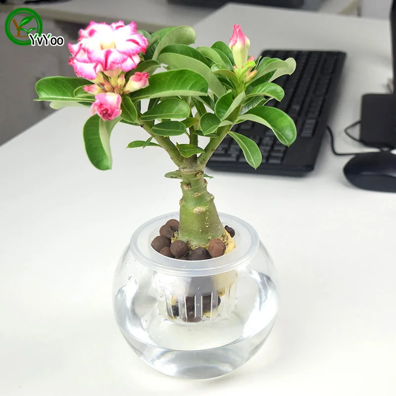 Desert Rose Seeds  Flower Seeds  Adenium obesum Office Indoor Bonsai plant Mini potted Tree Home Garden 1 particles / lot  S014