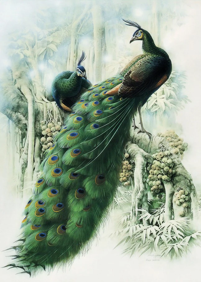

Diamond Painting Cross-Stitch 5D DIY Diamond Embroidery Two Peacocks Standing on The Tree Pictures of Diamond By Numbers