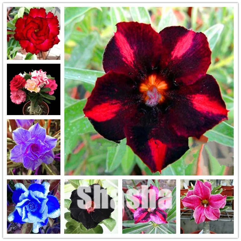 

Sales 5 Pcs/Bag Rare Mini Desert Rose plants Balcony Bonsai Ornamental Flowers Adenium obesum bonsai Absorption of Formaldehyde