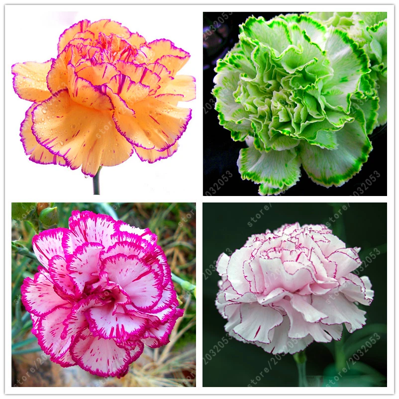 

100 pcs/bag Carnation Bonsai Flower Balcony Potted Garden flowers Dianthus Caryophyllus