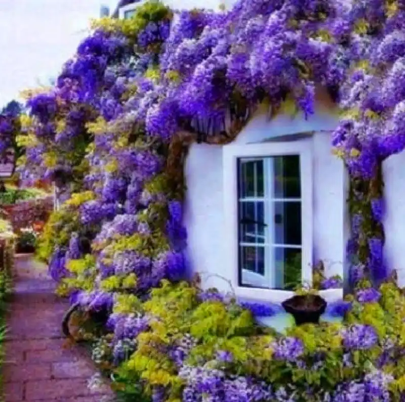 10pcs Wisteria Bonsai Plants Outdoor Purple Flowers For Garden Diy Climb Flower Rattan Home 10pcs Wisteria Bonsai Plants Outdoor Purple Flowers For Garden Diy Climb Flower Rattan Home