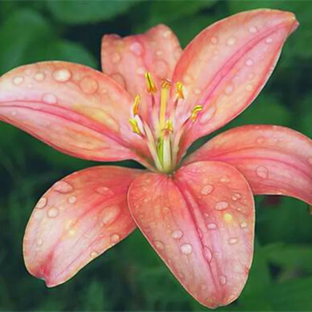 Mixed Color Lily Seeds, 100pcs/pack