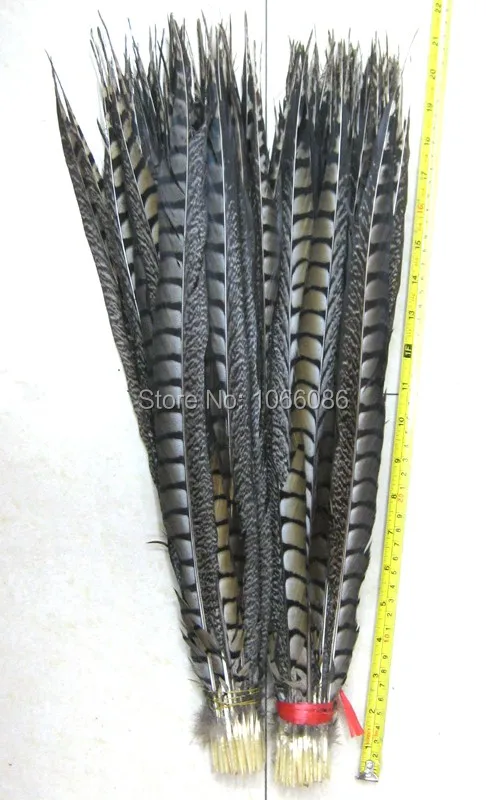 

Free Shipping 60-70cm 24-28 inches 50pcs Lady Amherst pheasant tails pheasant feather