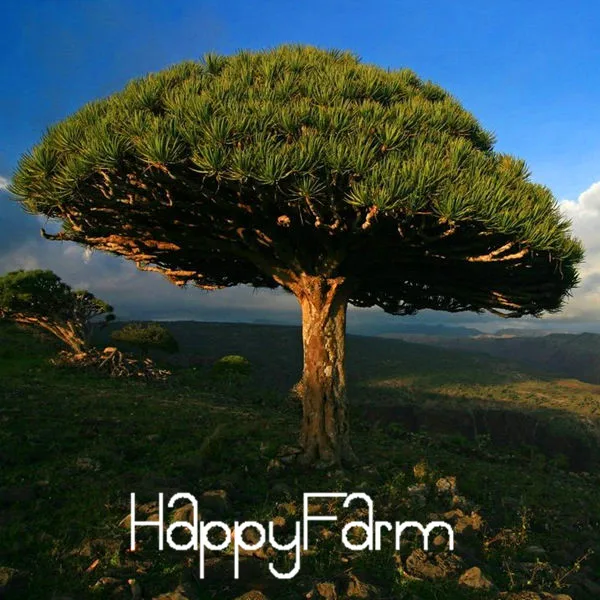 Which Canary Island To Visit In A Group Which Canary Island To Visit In A Group