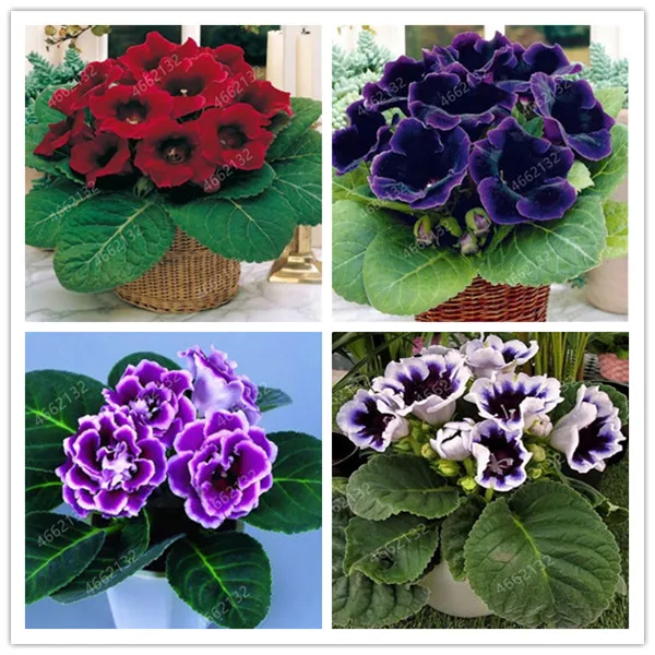 Gloxinia Flower Mixed Seeds Sinningia Speciosa Plant Potted Home Garden 100pcs Other Seeds Bulbs Home Garden