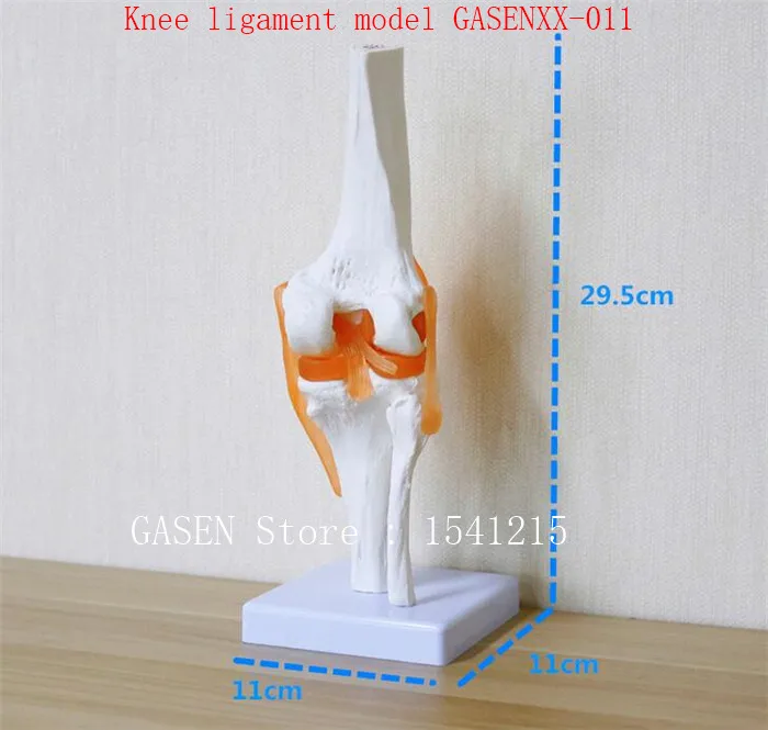 

Knee model orthopedics teaching Can be active Knee bone Knee ligament model GASENXX-011