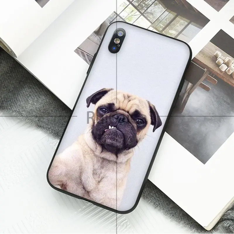 Animal cute pug