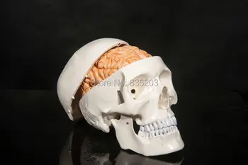 

human 1:1 Human Skull 8 Parts Brain manikin Neurologist skeleton anatomical anatomia Model anatomy in trauma medical training