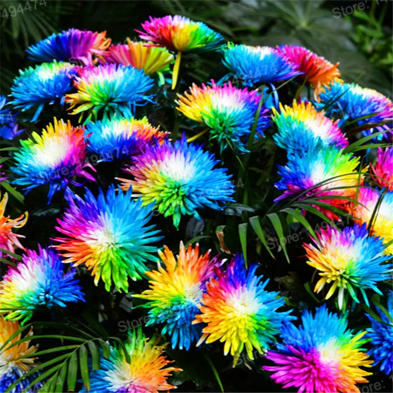 200pcs/bag Rainbow chrysanthemum Plants beautiful flower Plantas Rare