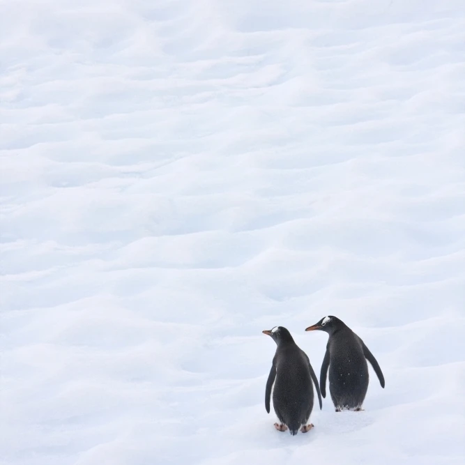 Gentoo Penguins Climb The Side Of An Iceberg Floating In Neko Harbour  Antarctica Poster Print (11 x 17)
