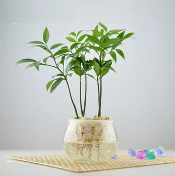 Chinese style bonsai pots font b Bamboo b font seeds Evergreen trees seeds font b Office