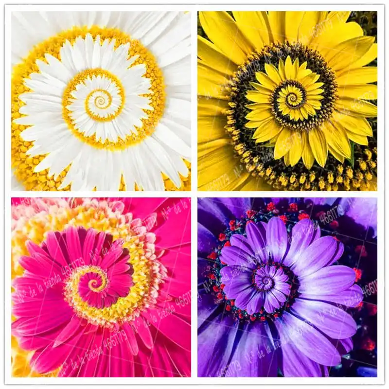

100Pcs/Bag Rare variety Daisy Bonsai Plant Garden Flower Plant Indoor and outdoor Family Garden Potted Planting