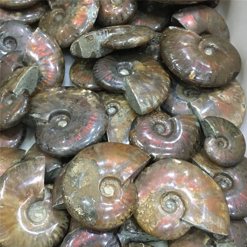 Природный природный Аммонит Fossil Facet fossimen Madagascar Stone Gem Collectibles значительные