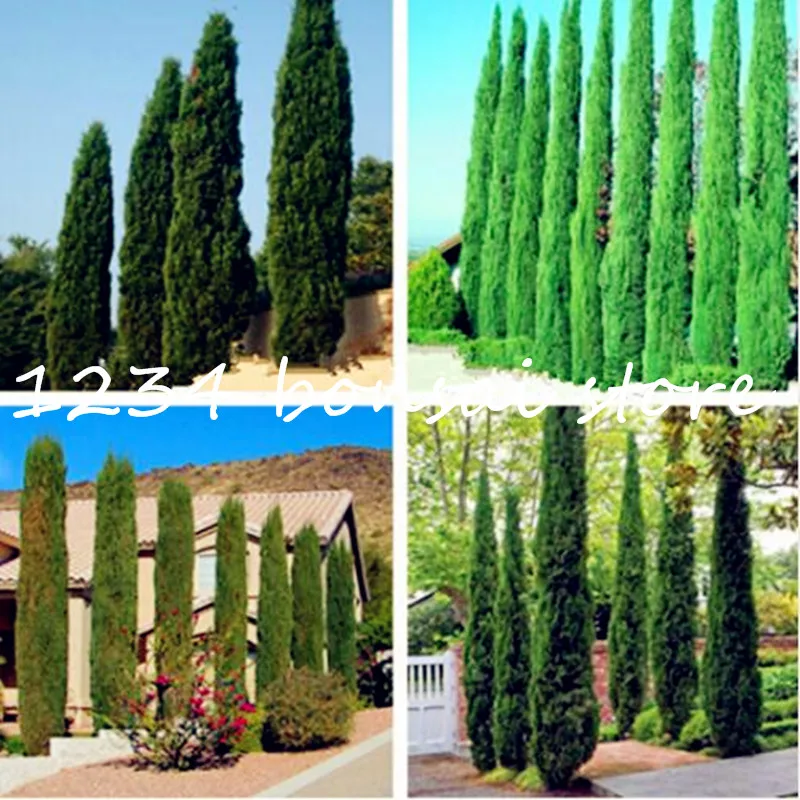 

50 Blue Cypress Trees plants Rare Platycladus Orientalis Oriental Arborvitae plants Conifer plants DIY Home Garden Plants Bonsai