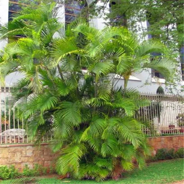 

High Quality 30pcs Palm bamboo bonsai plant indoor / outdoor pot