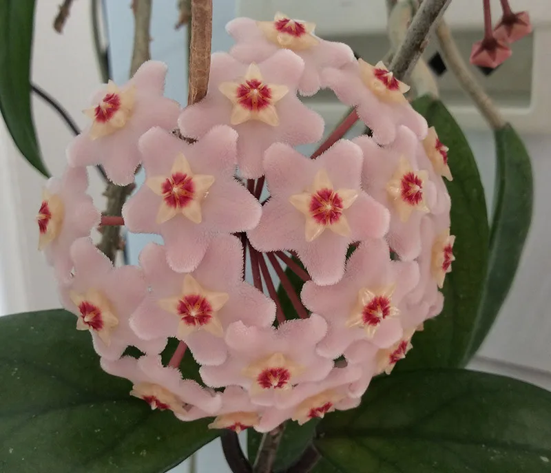 

Pink Ball Orchid Hoya Carnosa Potted Orchid Flower For Home Garden Plants Perennials 100 Pieces / lot