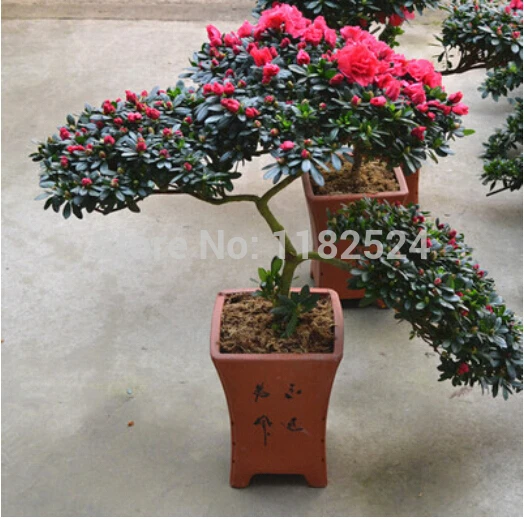 100pcs World's Rare Flower Japanese Radiata Seeds For Garden & Home