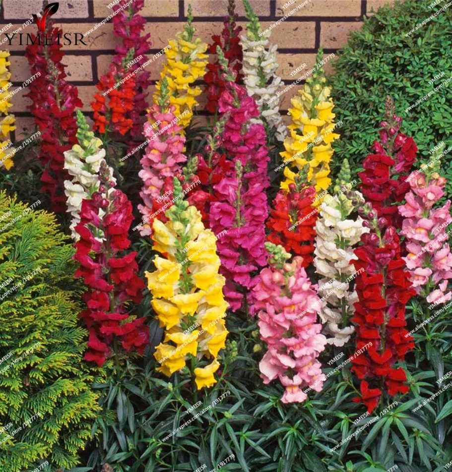 Common Garden Plants online buy wholesale common garden plants from china common garden Common Garden Plants online buy wholesale common garden plants from china common garden