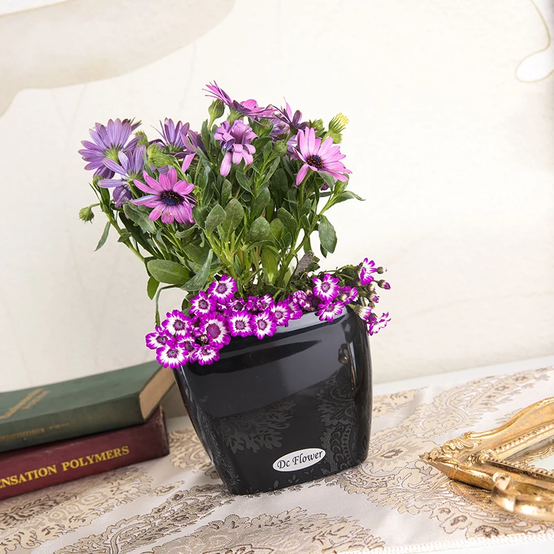 Goedkoop Vierkante Europese stijl Eenvoudige Hars Wit Persoonlijkheid Creatieve Multi vlees Luie Man Self zuigen Plastic Grote Bloempot