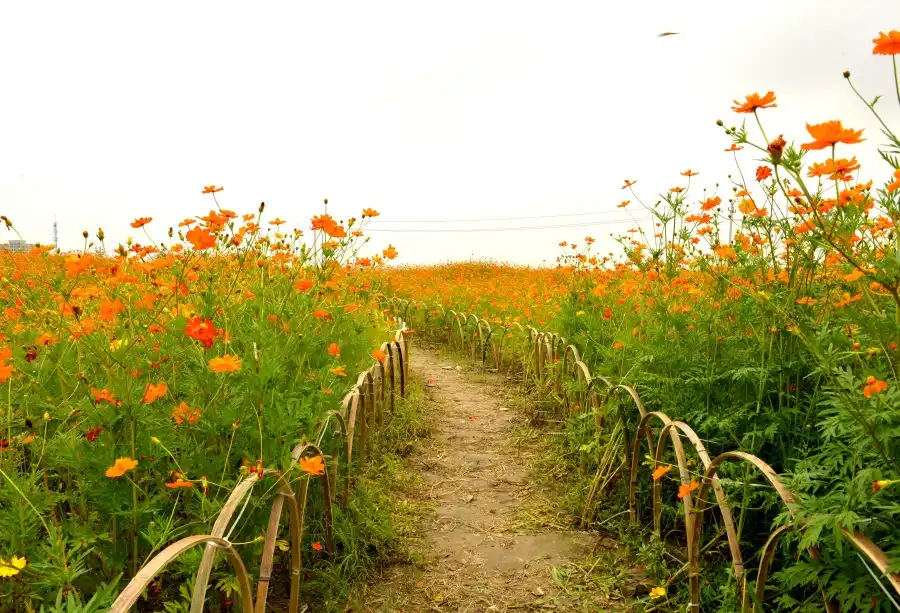 Laeacco Spring Rural Flower Field Pathway Landscape Photography Backgrounds Vinyl Custom Photographic Backdrops For Photo Studio Photographic Backdrops Backdrops For Photosphotography Background Aliexpress