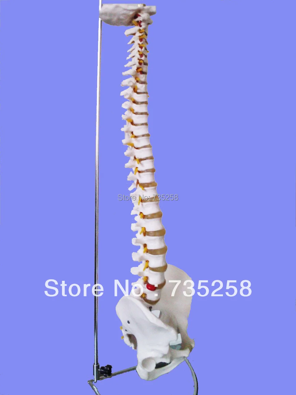 Aliexpress.com : Buy Life Size Vertebral Column With