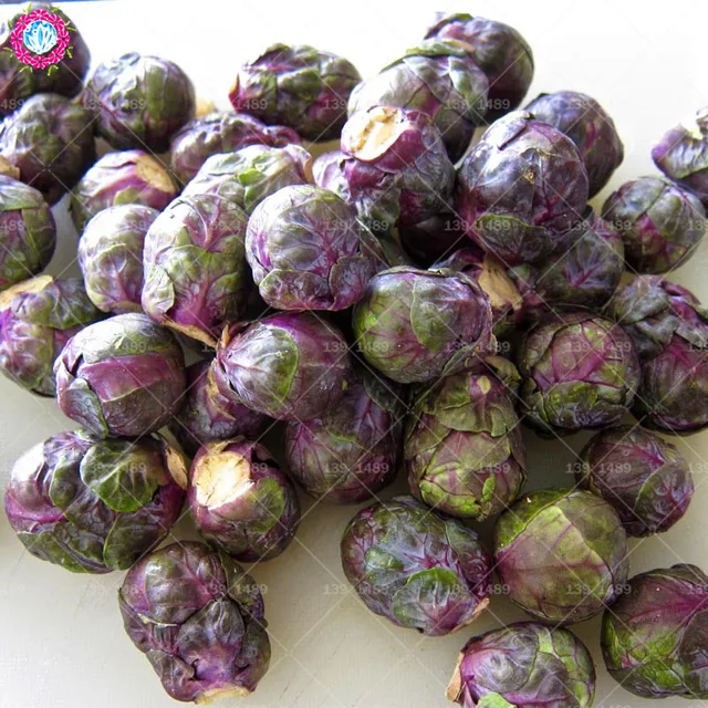Bonsai 100pcs Chinese Purple Brussels Sprout Organic