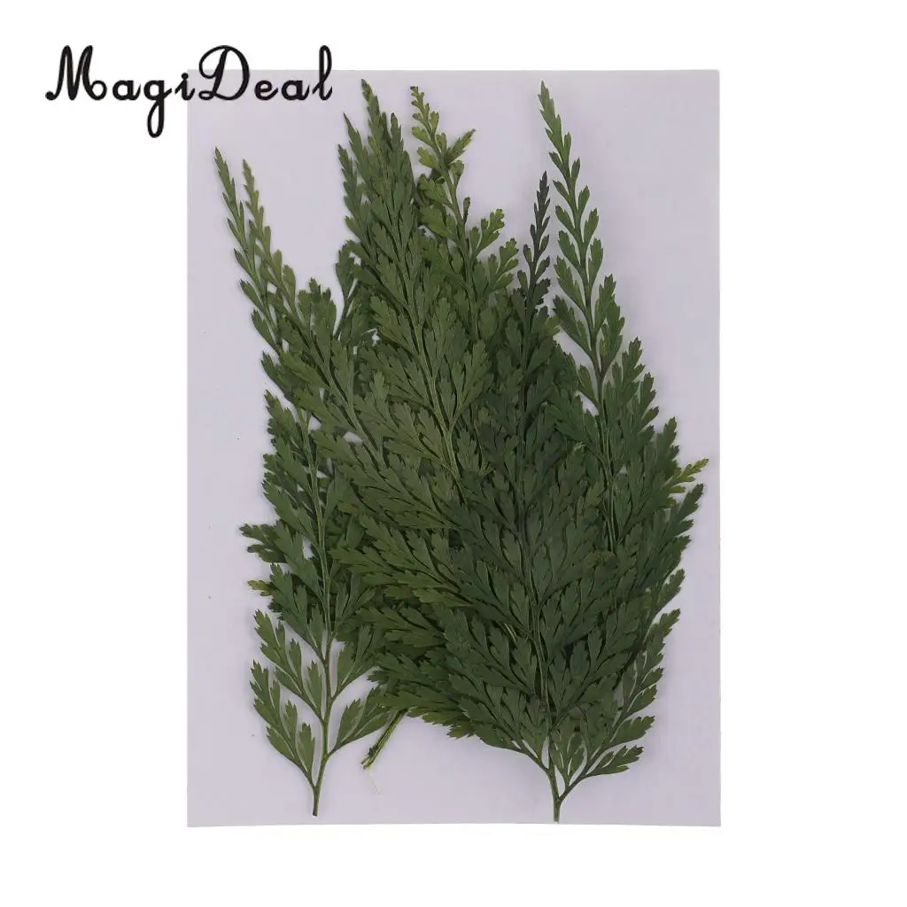 12pcs Real Pressed Fern Leaves Natural Dried Flowers for Art Craft Scrapbooking Card Making Resin Jewelry Craft DIY