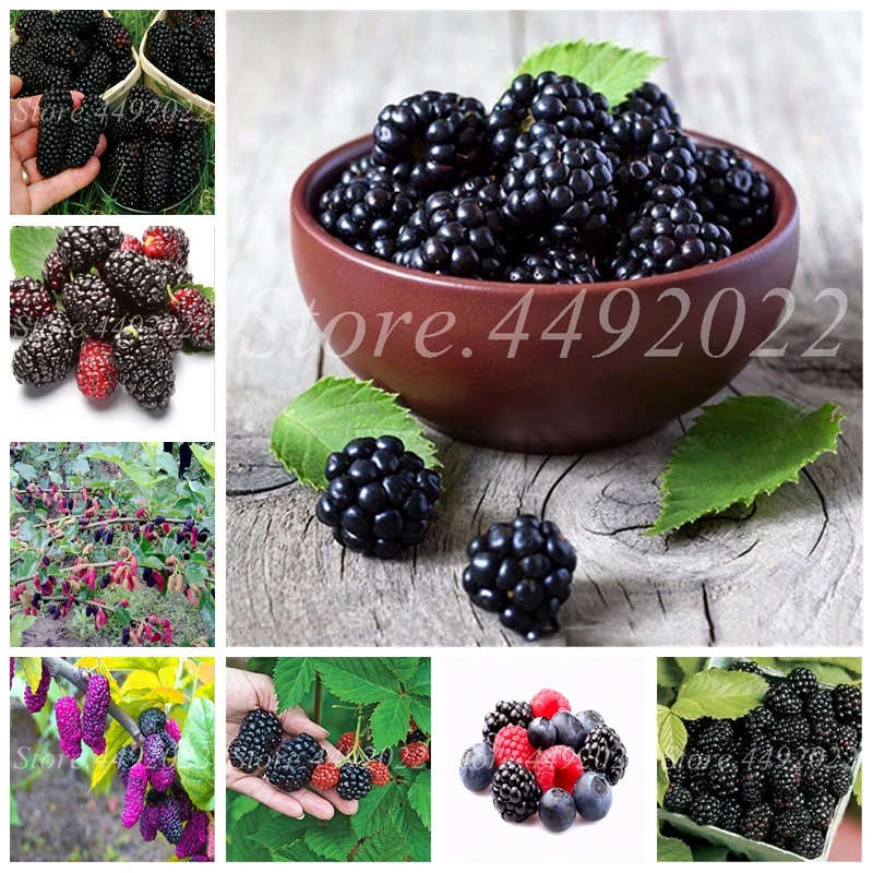 Bonsai Blackberry 200 Pcs/ Bag Nutritious Black Raspberry Potted Sweet
