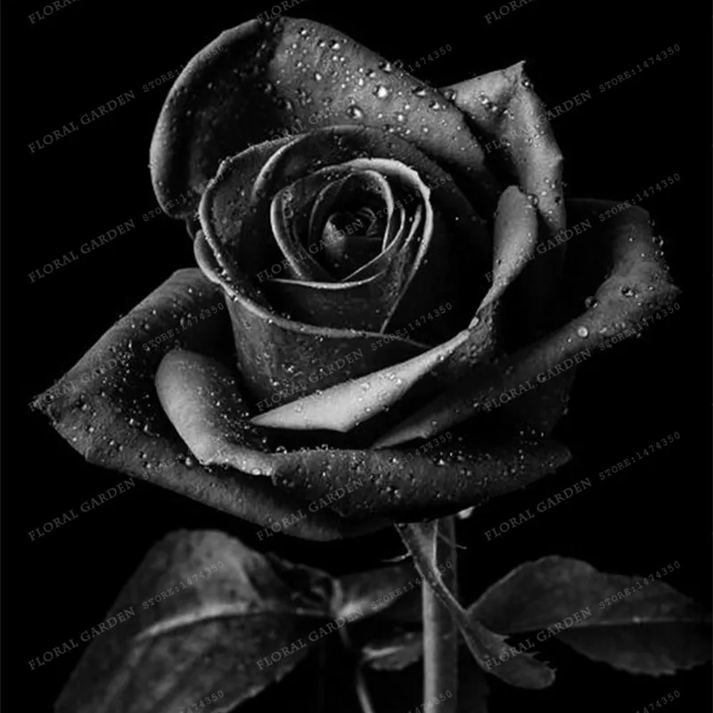 

True Blood Black Rose 100PCS Rare Rose Bonsai Flowers Bonsa For Garden Bonsai Planting Free shipping Semillas de rosa BLACK ROSE