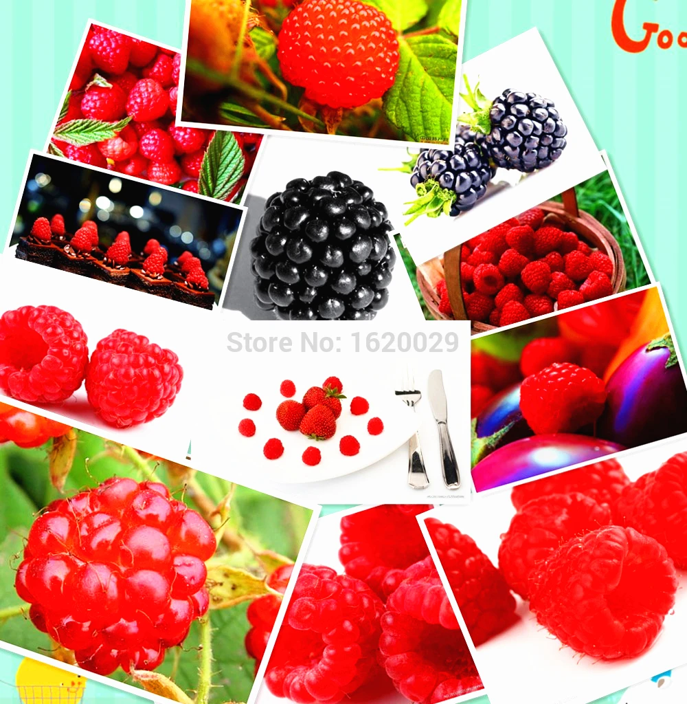 

100% High Quality Raspberry bonsai 100pcs 5 Colors Super Big Raspberry plants Fruit plants Flower Pots Strawberry Bonsai Blackbe