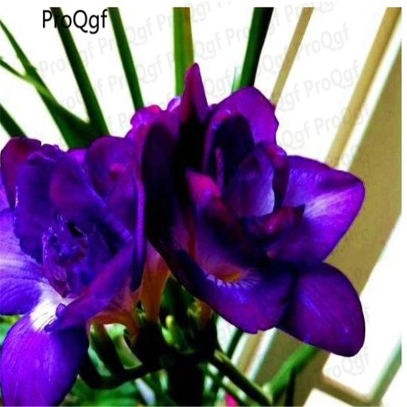 Ngryise 20 шт набор Freesia hybrida