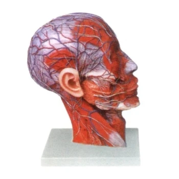 

Neck and median sagittal section with vascular nerve model Medical anatomy teaching demonstration model 27*10*20cm
