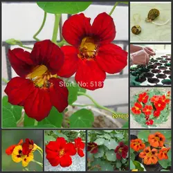 100% натуральная! Шт. 10 шт. свежие красочные Tropaeolum majus Nasturtium Semillas легкая посадка цветок semillas (15-F0021)