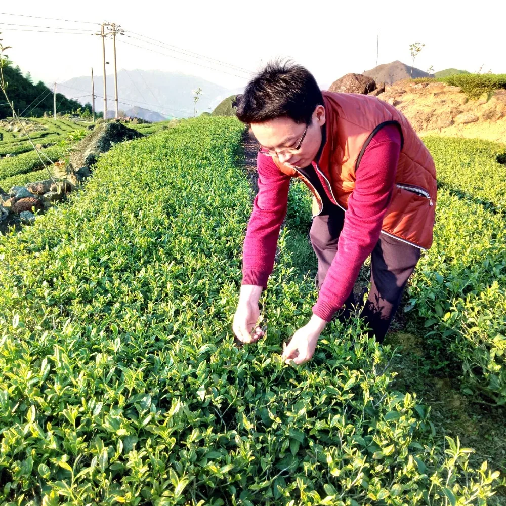 Anxi Tieguanyin горный чай Улун Лучжоу