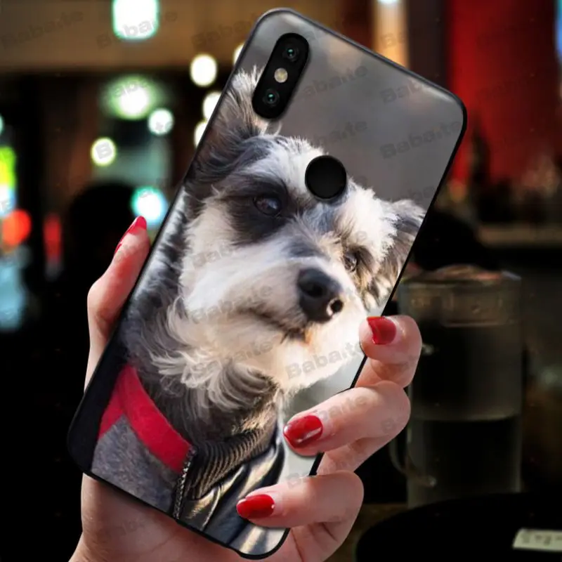 Miniature schnauzer puppy dog
