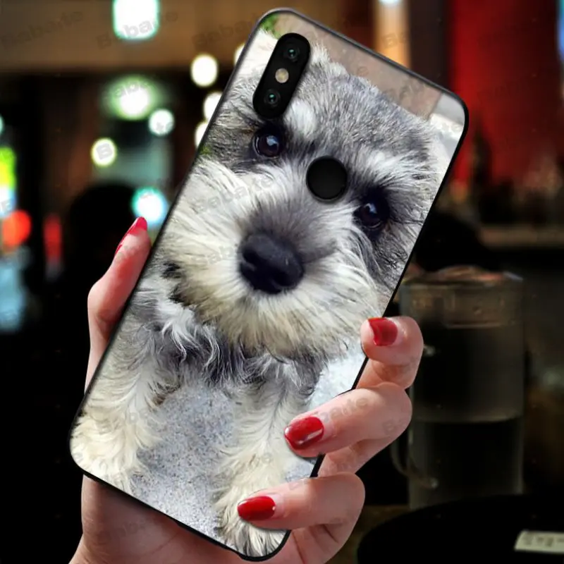 Miniature schnauzer puppy dog