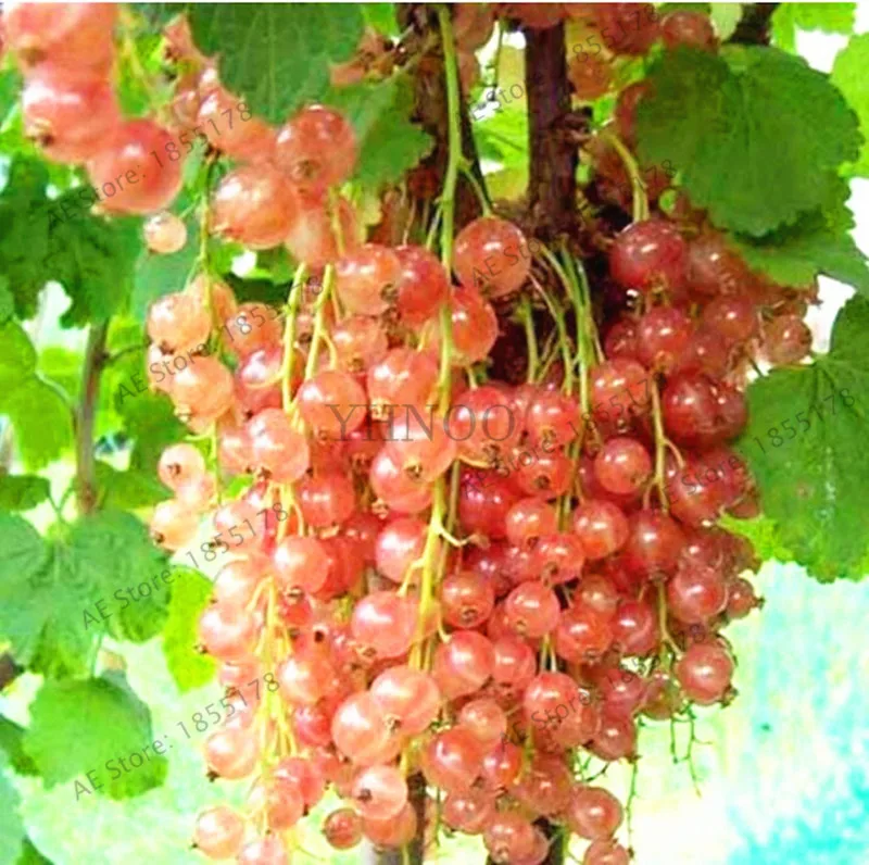 104 шт./упак. свежий многолетний плащ физалиса Gooseberry бонсай горшечный фруктовый