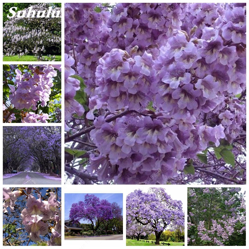 

1000 pcs/bag paulownia , Royal Empress Tree (Paulownia tomentosa), ourdoor plants flower home garden pot plants