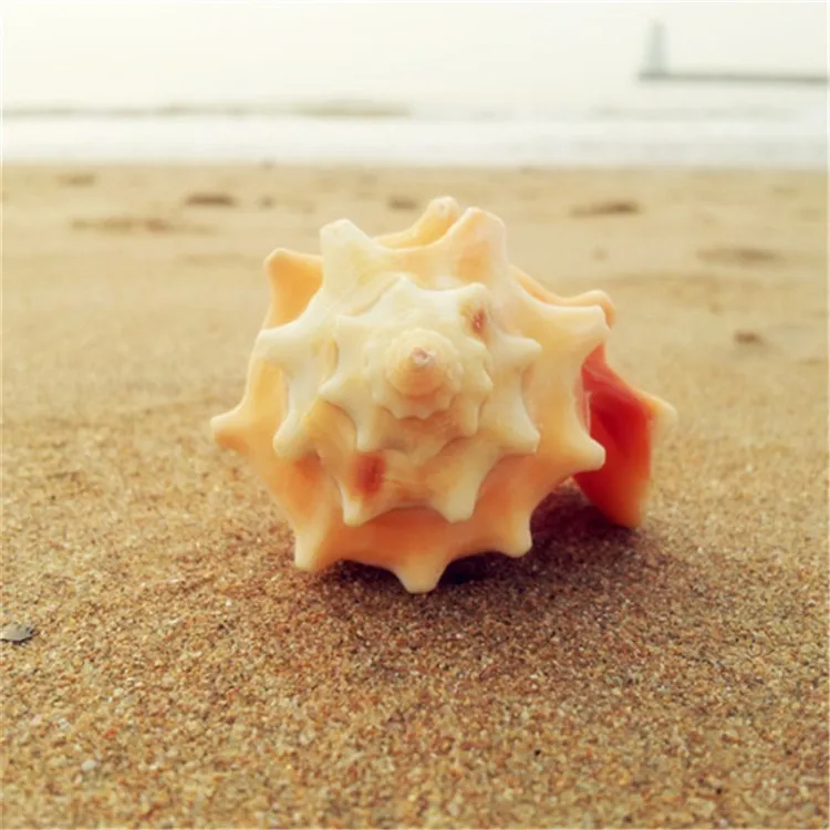 Cute natural conch 2