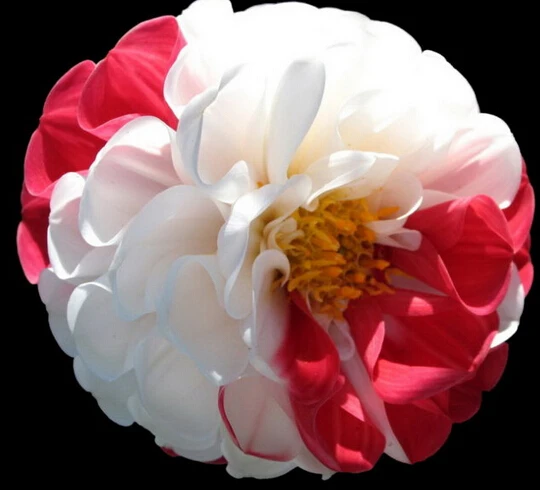 20seeds Rare White Red Dahlia Seeds Charming Chinese Flower Seeds Bonsai Plants For Garden Wholesale Price 