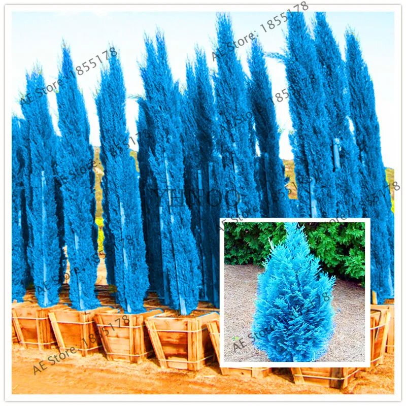 

Hot Selling 100 Pcs/pack Cypress Trees bonsai,Conifer Blue Ice Arizon Exotic Cypress Tree garden