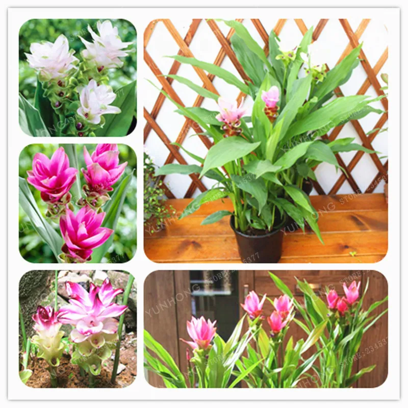 

Thailand Curcuma Bonsai Also Called Siam Tulip Bonsai Rare Flower Bonsai A Member Of The Zingeraceae Family Garden Plant 10 Pcs