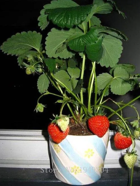 

200pcs Rare Red Strawberry bonsai Outdoor Strawberry Tree Multi Color Organic Fruit plants Bonsai Planting Home Garden