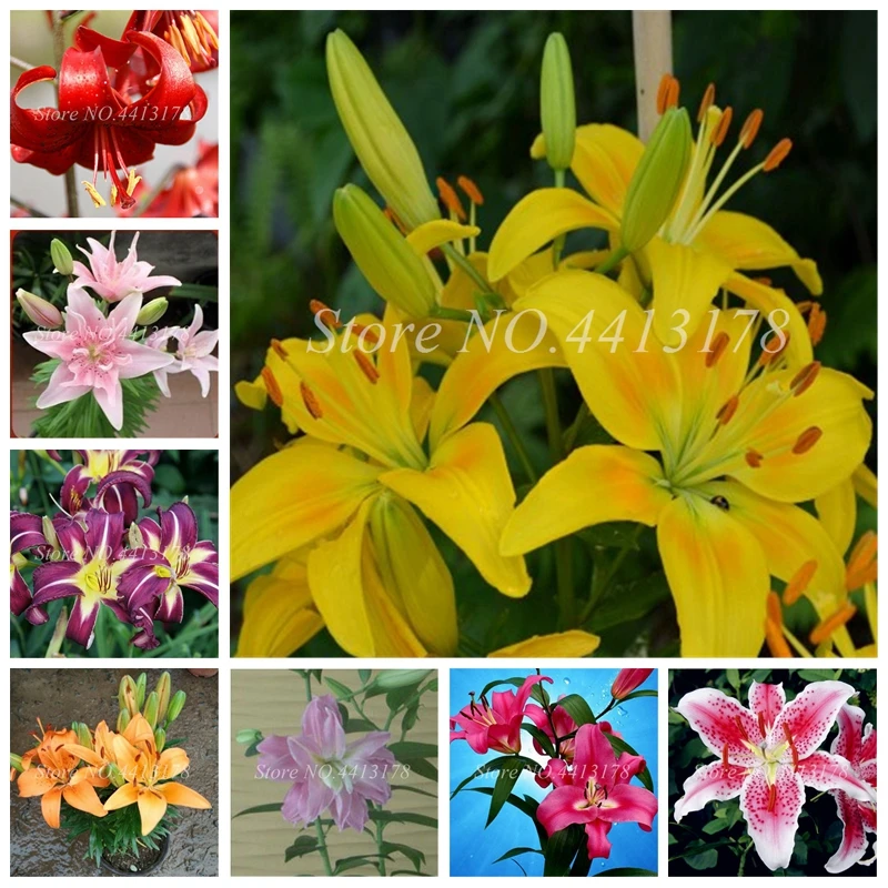 Rare Lily Bonsai Not Bulbs Exotic Bonsai Lilium Flower Potted Pleasant Fragrance Plant For Home & Garden Flower Pot 100 Pcs Rare Lily Bonsai Not Bulbs Exotic Bonsai Lilium Flower Potted Pleasant Fragrance Plant For Home & Garden Flower Pot 100 Pcs