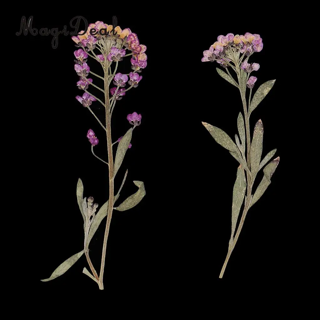 MagiDeal 20Pcs Pressed Alyssum Real Dried Flower Scrapbooking Making Accessories for DIY Necklace Pendants Charms Resin Casting