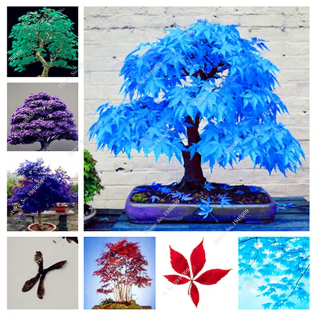 30 Pcs Bonsai Blue Maple Tree Planta Seedling Rare Sky Japanese Balcony